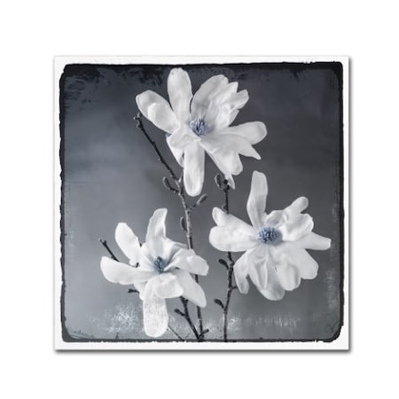 LightBoxJournal 'Blue Magnolia 2' Canvas Art,18x18